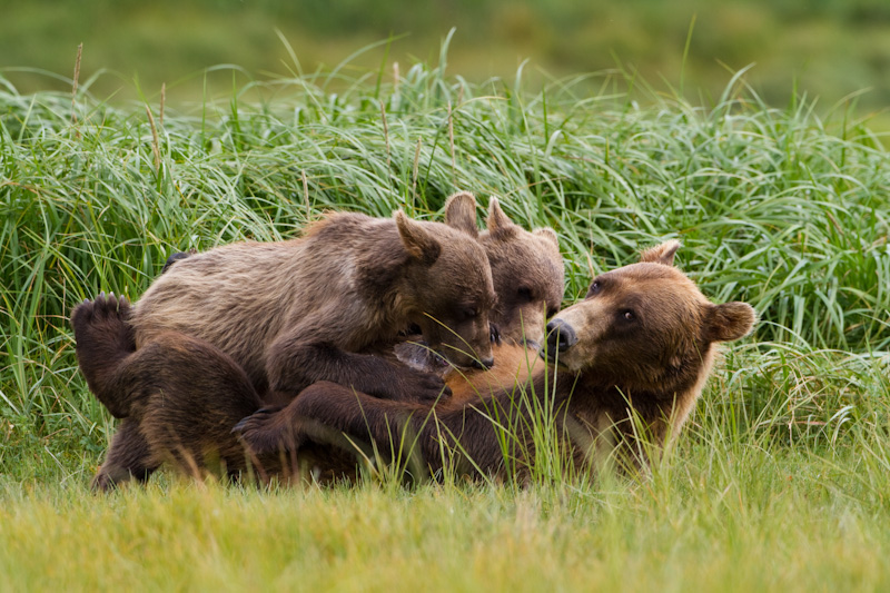 Grizzly Bear Sow Nursing Cubs